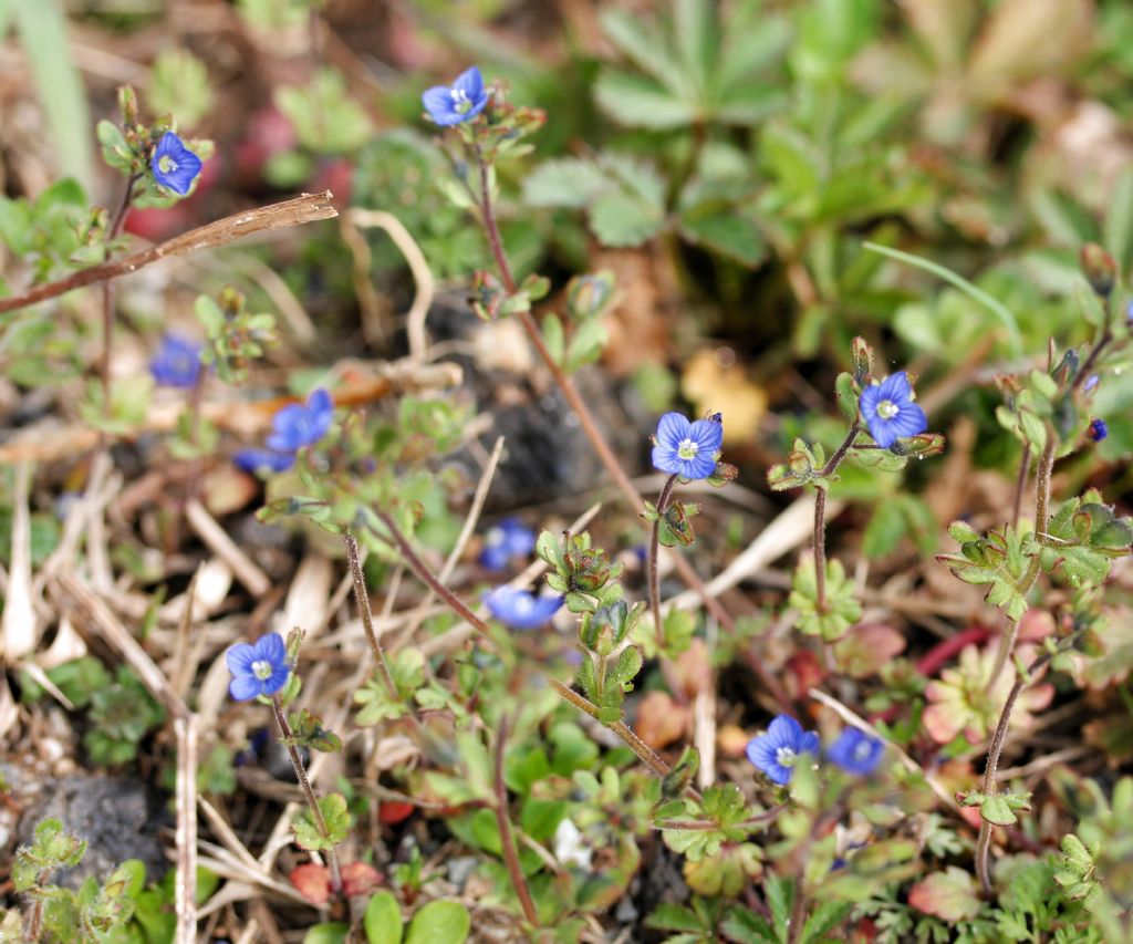 Veronica triphyllos / Veronica trifogliata